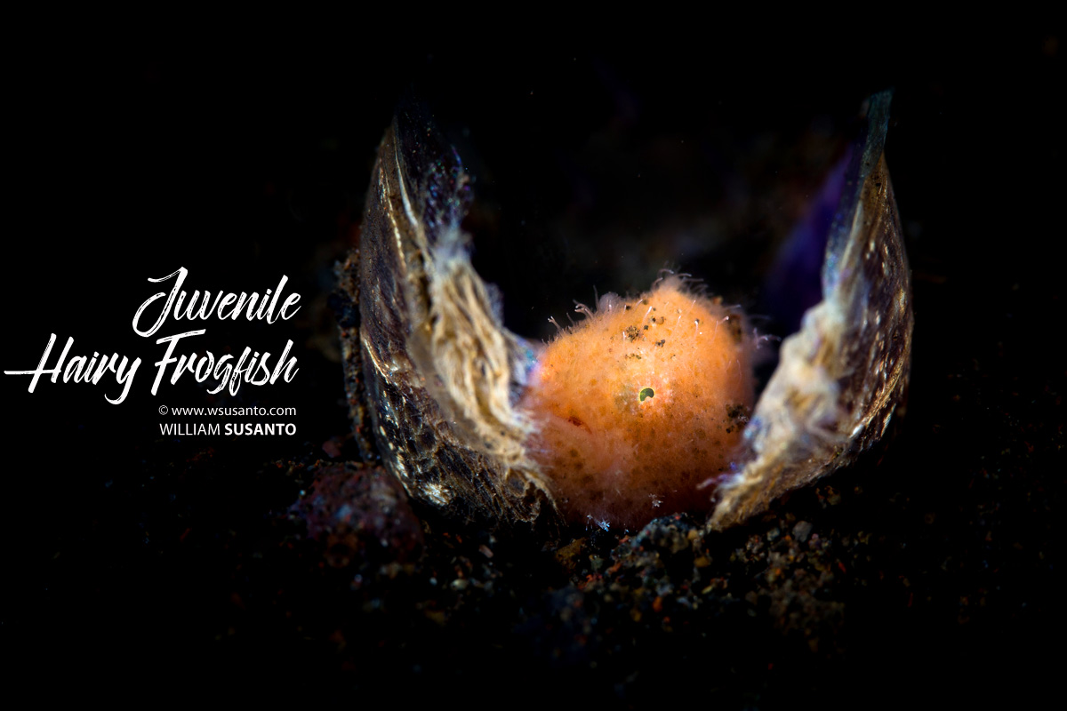 Juvenile Hairy Frogfish